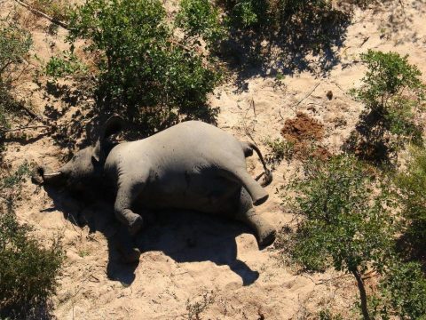Egy rejtélyes kór miatt több mint 350 elefánt múlt ki Botswanában