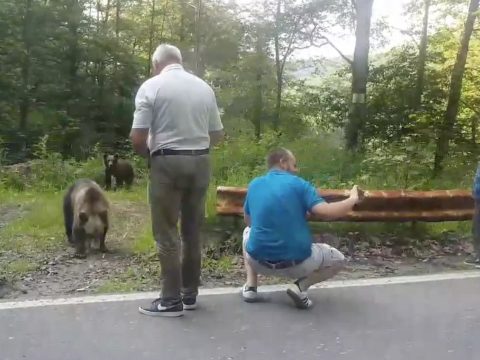 A környezetvédelmi miniszter szerint meg kell bírságolni a medvéket etető személyeket