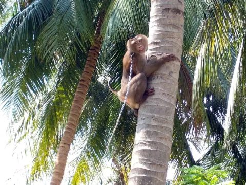 Láncra vert majmokkal szedetik a kókuszdiót Thaiföldön