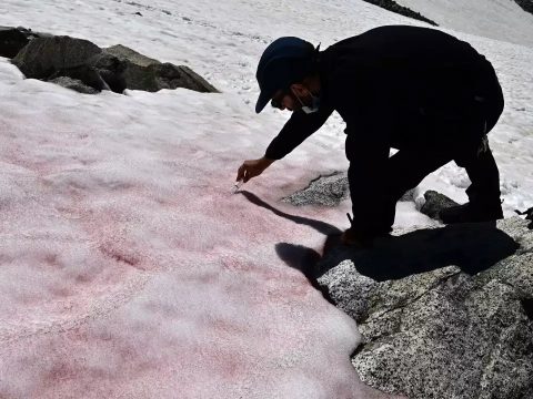 Rózsaszín havat vizsgálnak az Olasz-Alpokban