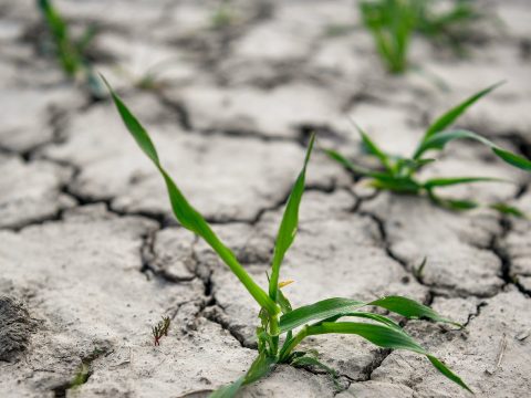 Péntektől utalják a kártérítéseket az aszály sújtotta gazdáknak