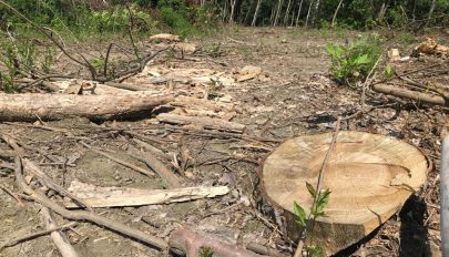 Hat erdészt öltek meg az utóbbi években a fatolvajok