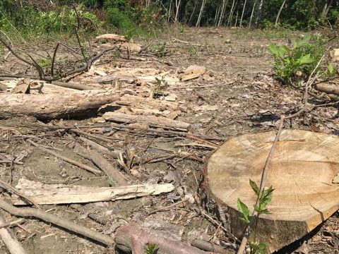 Hat erdészt öltek meg az utóbbi években a fatolvajok