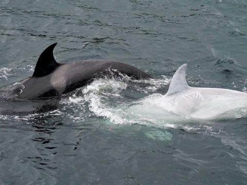 Hófehér kardszárnyú delfin bukkant fel Alaszkában