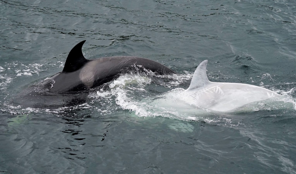 Hófehér kardszárnyú delfin bukkant fel Alaszkában