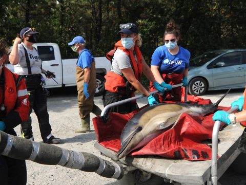 Csaknem félszáz partra sodort delfint mentettek meg önkéntesek
