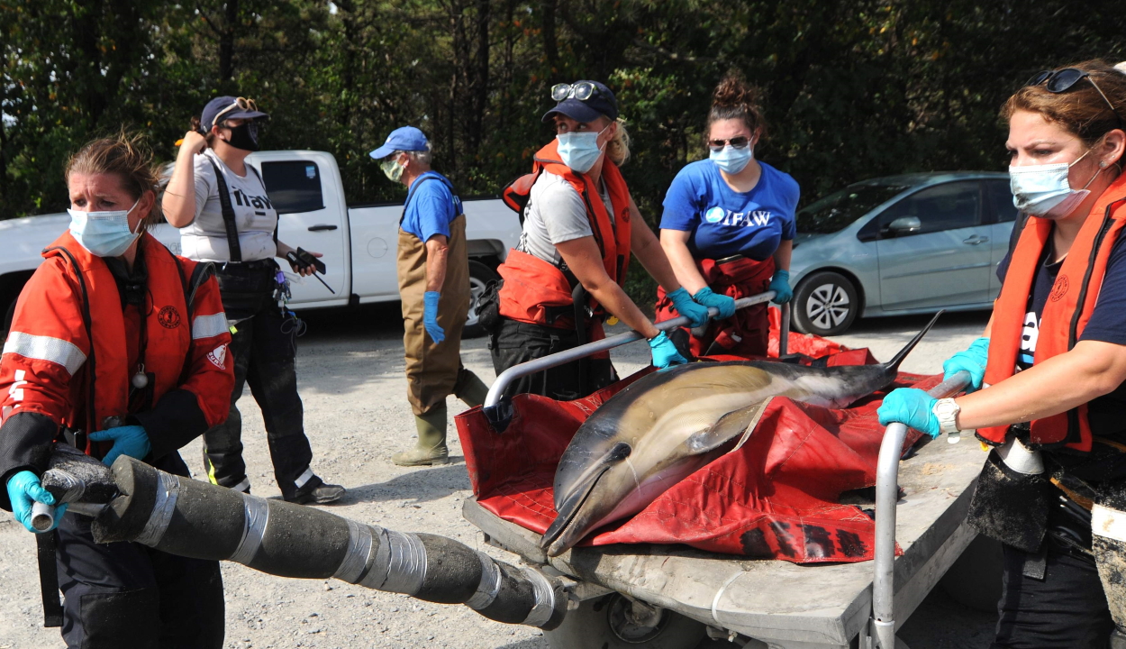 Csaknem félszáz partra sodort delfint mentettek meg önkéntesek