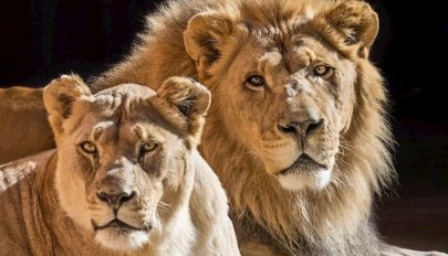 Együtt altatták el az idős és elválaszthatatlan oroszlánpárt