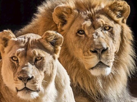 Együtt altatták el az idős és elválaszthatatlan oroszlánpárt