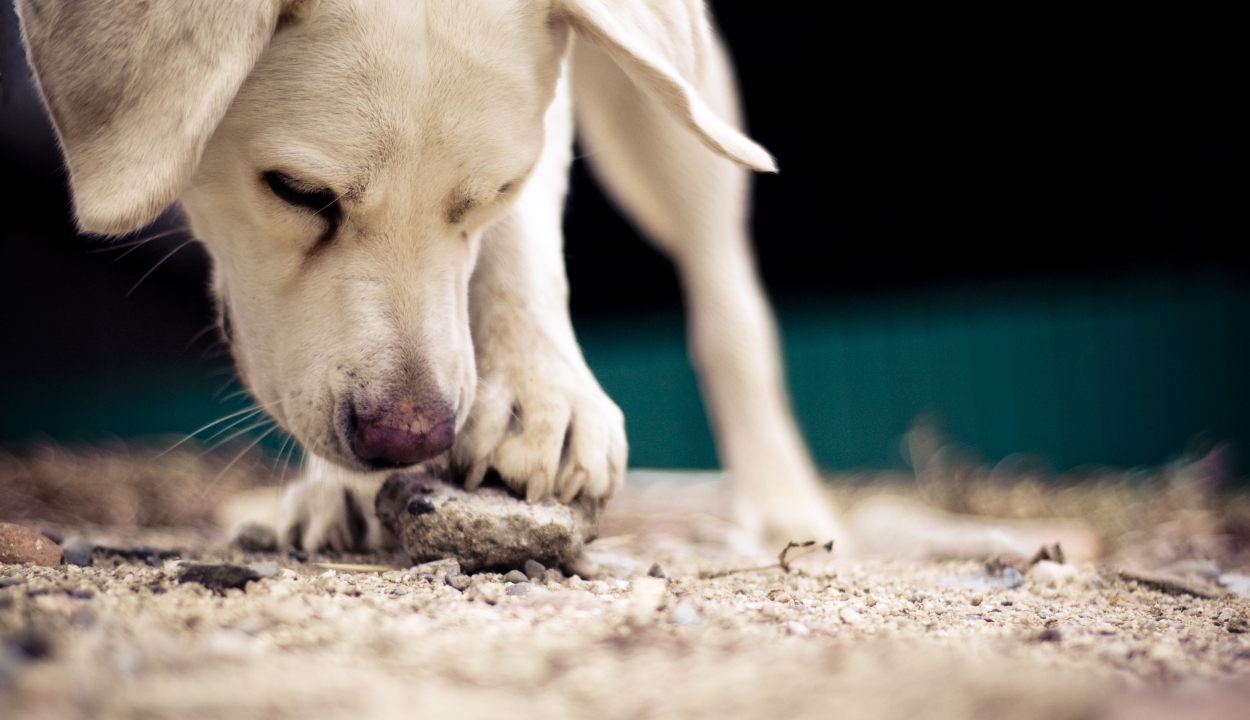 Meglepő pontossággal szagolják ki a kutyák a koronavírust