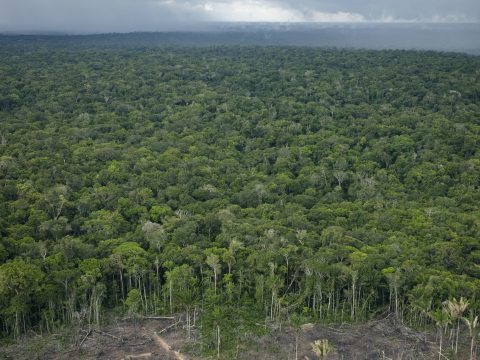 Együttes erővel mentenék meg az Amazonas esőerdőit Európa országai