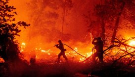 Majdnem megkétszereződött a leégett fák mennyisége a világon húsz év alatt