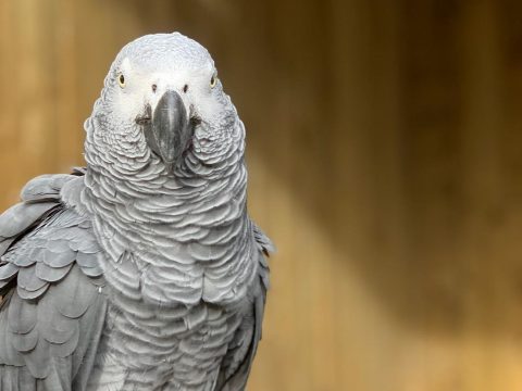 Annyit káromkodtak a papagájok, hogy nem bírtak velük a gondozók