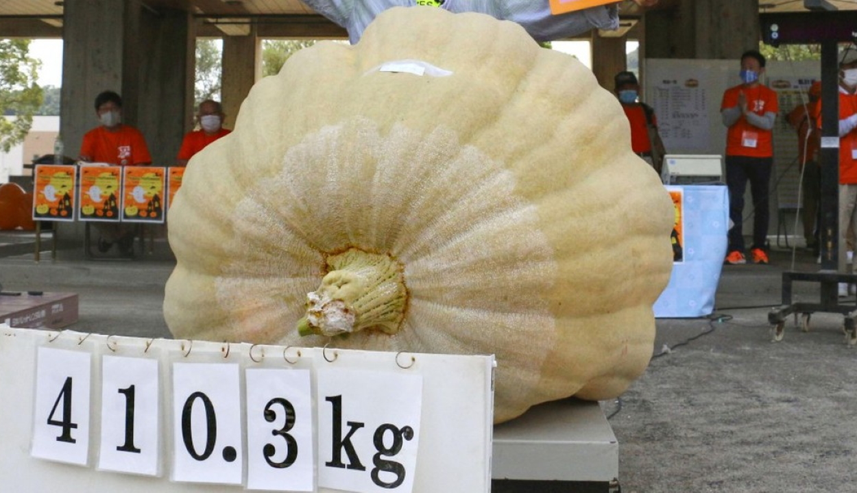 Több mint négy mázsás Japán legnagyobb töke