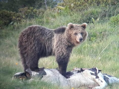 Elfogták Európa legkeresettebb medvéjét
