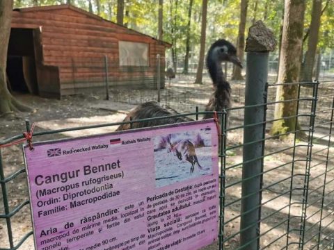 Tragédia a temesvári állatkertben