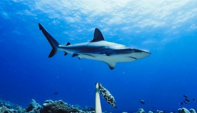 Ausztráliában több mint nyolcvan éve nem volt annyi cápatámadás, mint 2020-ban