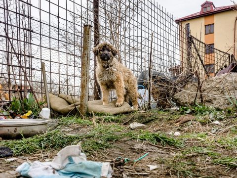 Vela: 264 helyet ír ki versenyvizsgára az állatvédelmi rendőrség