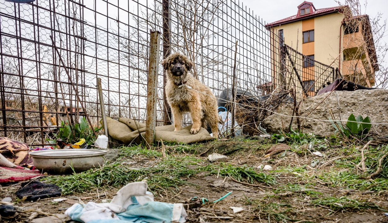 Vela: 264 helyet ír ki versenyvizsgára az állatvédelmi rendőrség