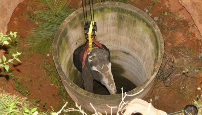 14 órás mentőakcióval emeltek ki egy elefántot egy kútból Indiában