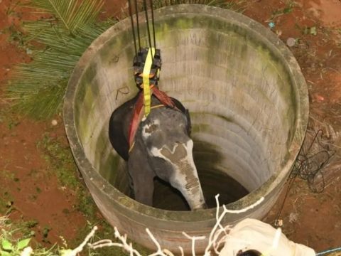 14 órás mentőakcióval emeltek ki egy elefántot egy kútból Indiában