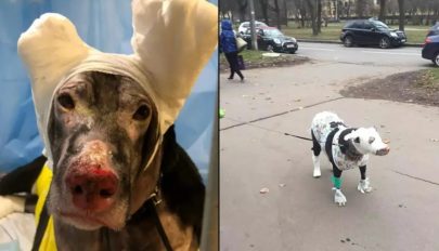 Hős kutya mentette a betegeket az orosz kórháztűzből