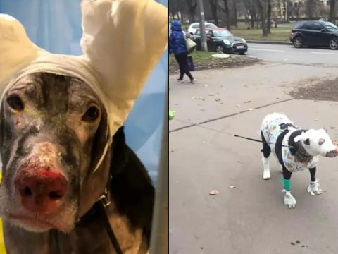 Hős kutya mentette a betegeket az orosz kórháztűzből