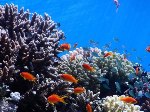 Felére csökkent a világ korallzátonnyal borított területe az 1950-es évek óta