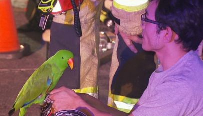 Tűzből mentette ki gazdáját a beszélő papagáj