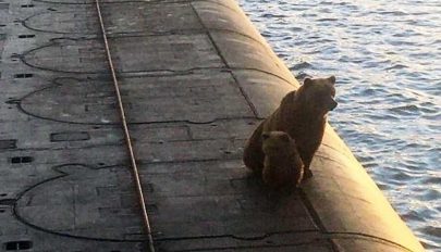 Agyonlőttek két medvét, mert felmásztak egy orosz atom-tengeralattjáróra