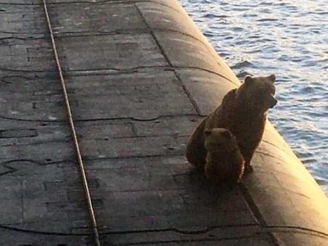 Agyonlőttek két medvét, mert felmásztak egy orosz atom-tengeralattjáróra