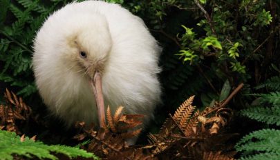Elpusztult a világ egyik legritkább madara