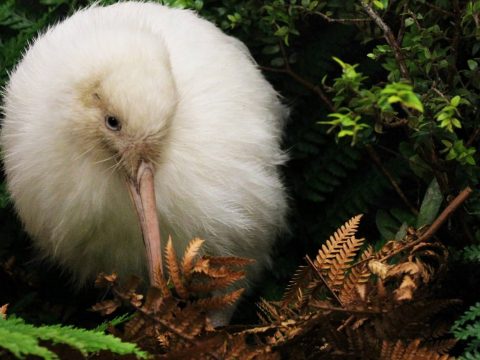 Elpusztult a világ egyik legritkább madara