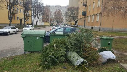 Mi lesz a fenyőkkel?