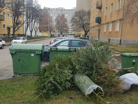 Mi lesz a fenyőkkel?