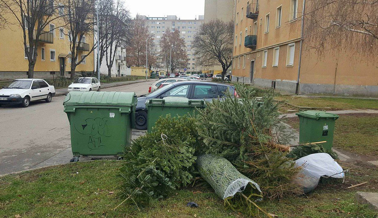 Mi lesz a fenyőkkel?