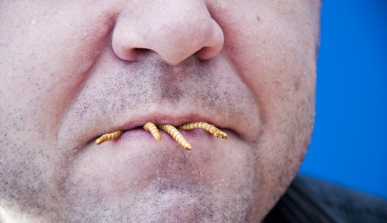 Az Európai Élelmiszerbiztonsági Hatóság szerint emberi fogyasztásra alkalmas a lisztbogár lárvája