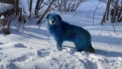 Kék színű kutyák jelentek meg egy orosz városban