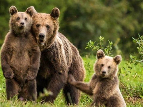A kormány ismét megpróbálkozik a medvék megszámlálásával