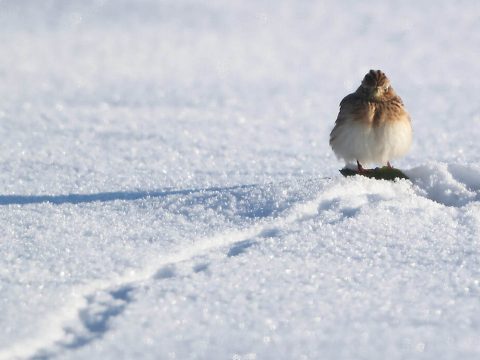 Érkeznek a vándormadarak