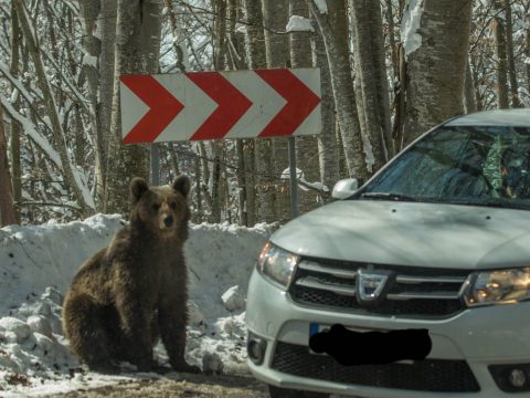 Helyben is terem a butaság