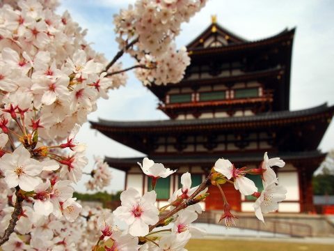 Cseresznyefa-virágzás Japában: 1200 éves rekord dőlt meg idén
