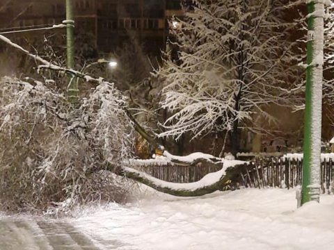Fák dőltek ki Brassóban a nagy mennyiségű hó miatt
