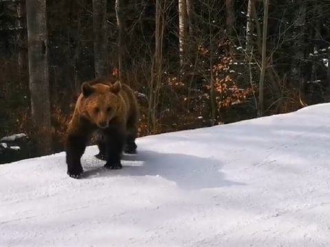 Medve „szórakoztatta” a sízőket egy predeáli sípályán