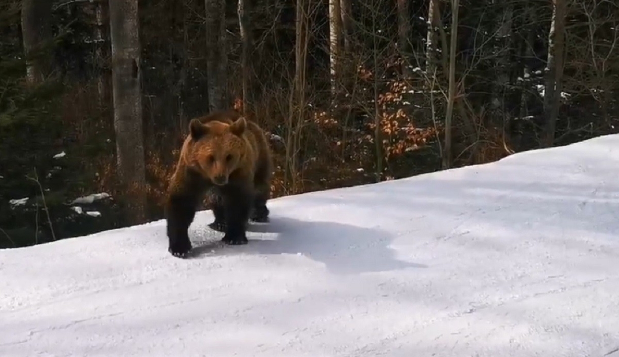 Medve „szórakoztatta” a sízőket egy predeáli sípályán