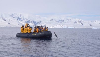 A turisták csónakjára menekült egy pingvin a kardszárnyú delfinek elől