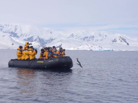 A turisták csónakjára menekült egy pingvin a kardszárnyú delfinek elől