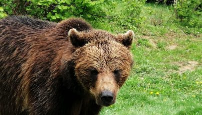 FRISSÍTVE: Zágoni férfit támadott meg a medve