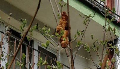 Veszélyes vadállatnak néztek egy fán ragadt péksüteményt Krakkóban