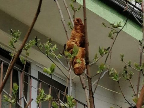 Veszélyes vadállatnak néztek egy fán ragadt péksüteményt Krakkóban